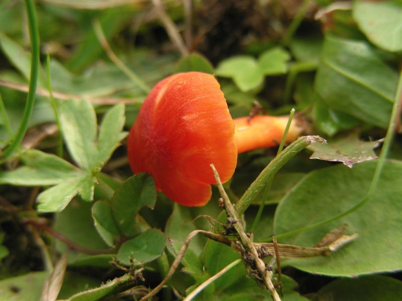 Hygrocybe d''agosto